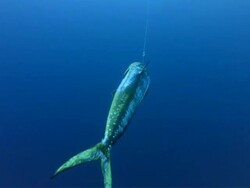 MS Dead dorado on longline / Guanacaste, Costa Rica Stock Footage