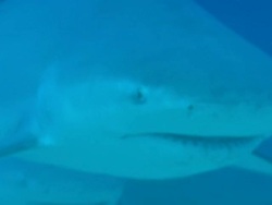 Grey reef sharks, Carcharhinus amblyrhynchos, Bahamas  Stock Footage