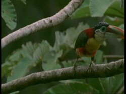MS Toucan, sitting in tree looking around, Amazon, South America Stock Footage