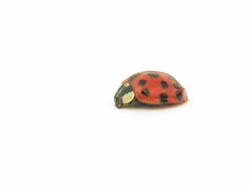 Ladybug Stock Footage