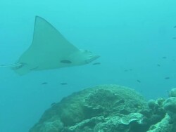 Long Shot zoom-in zoom-out - A manta ray hovers above corals / Heron Island, Australia Stock Footage