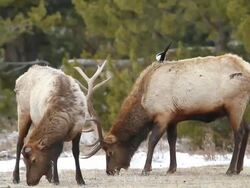 MS Bull elk having just lost antlers feeding in field / Estes Park, Colorado, United States Stock Footage