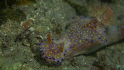 Colorful nudibranch moving on seabed, Western Pacific Ocean (4K) Stock Footage