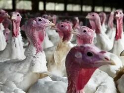 California Turkey Farm Supplies Birds For Thanksgiving Dinners Stock Footage