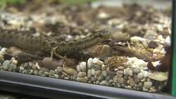 Stock Shots of Adder in Tank News Clip