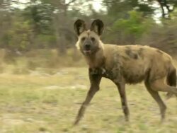 MS TS Shot of African wild dog pacing and looking around anxiously / Okavango Delta, North-West District, Botswana Stock Footage