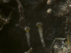 T/L dung fungi (Pilobolus sp.)on cow dung take 7, UK Stock Footage