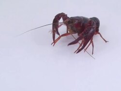 European freshwater crayfish Stock Footage