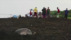 Limited turtle egg harvest allowed in order to preserve species News Clip