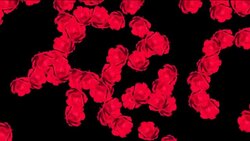 Red miniature roses float downward against a black background; white tufts float downward against a black background. Stock Footage