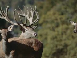 group of red deer (hart) - slow motion Stock Footage
