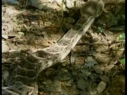 MS Puff Adder, Bitis arietans, moves away from camera over leaf litter, Kenya Stock Footage