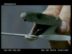 CU Black mamba's fangs & (eponymous) black mouth, to camera - displayed by Keeper Stock Footage