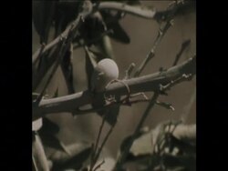 SYND 2 9 74 FRUIT ECONOMY CRUMBLES DUE TO WAR News Clip