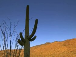 Tall Saguaro cactus silhouetted against brigh blue desert sky Stock Footage