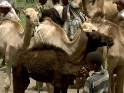 Camels at camel market Stock Footage