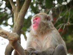 Japanese Macaque (Snow Monkey) Stock Footage