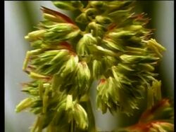 Time lapse - CU Grass flowering Stock Footage