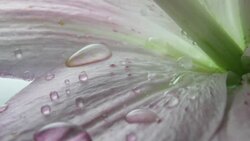 Water droplets fall on Lily Stock Footage