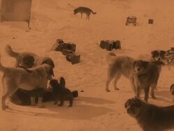 South - Sir Ernest Shackleton's Antarctic Journey on the Endurance Stock Footage