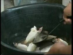 Survivors of tsunami still living in makeshift shelters News Clip