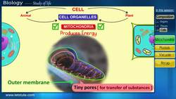 Cell Organelles and Functions: Understanding Skin Cells, Mitochondria, Plastids, and Vacuoles Instructional Video