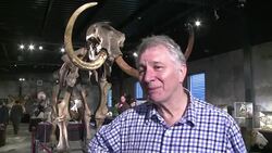 VOICED : Subastan esqueleto de mamut gigante News Clip