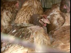Market sellers complain of declining sales amid bird flu crisis Instructional Video