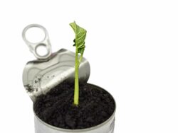 Germinating plant Stock Footage