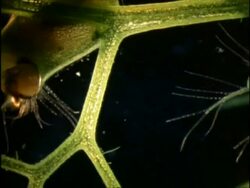 Bladderwort victims, UK Stock Footage