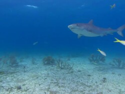 Tiger shark, Galeocerdo cuvier, Bahamas  Stock Footage