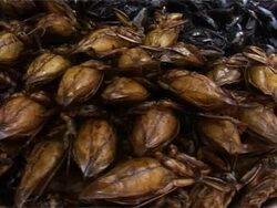 Roasted Insects Stock Footage