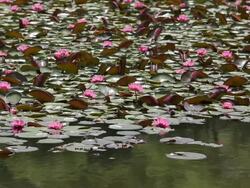 Flower of Water lily Stock Footage
