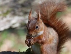 MS Red Squirrel eating hazelnut / vieux pont en auge, Normandy, France Stock Footage
