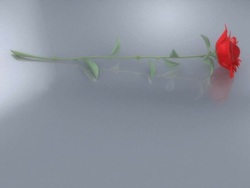 Red Roses falling into View (3 versions) Stock Footage