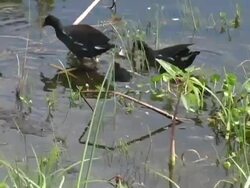 Moorhen Family Stock Footage