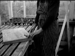 VENUS FLY TRAP News Clip