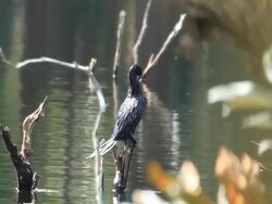 Little Cormorant standing on log Stock Footage