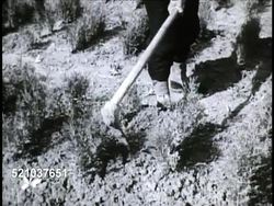 MOT 1948: REPUBLIC OF CHINA: AGRICULTURE: XWS Workers in farm field using handheld tools, VS Farmers, workers aerating soil around young trees. VS Seedling roots being wrapped in straw for other provinces. VS Seedlings being planted in roped off field. Instructional Video