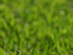 Green Grass Stock Footage
