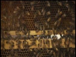 A new study shows that while colony collapse remains a serious problem, beekeepers think drought and starvation may be playing larger roles in decimating the population of the buzzing insects that pollinate many fruits and vegetables. News Clip