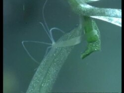 CU portrait Hydra Stock Footage