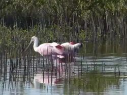 Two Tropical Large Pink Spoonbills Bathing in a Wetland Stock Footage