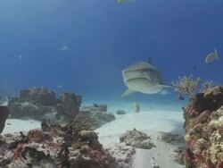 Tiger bumbs camera Stock Footage