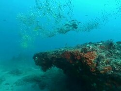 MS Shot of School of snappers and cardinal fish swimming or drifting with surge over ledges and rocks covering with coral and sponge / Matola, Maputo, Mozambique Stock Footage