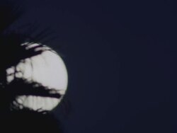 WS T/L View of moonrise over palm tree / Santa Barbara, California, United States Stock Footage