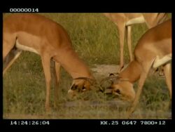 MS 2 Impala (Aepyceros melampus) stags fighting, lock horns Stock Footage