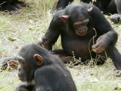 MS Young chimpanzees on ground / Chingola, Copperbelt, Zambia Stock Footage