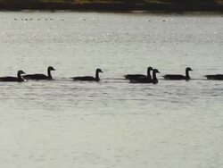Several Canadian Geese swim together across quiet pond at sunset. Stock Footage