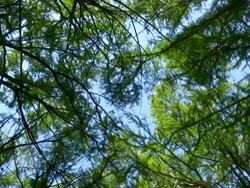 HD 1080i Forest Treetops 3 Stock Footage